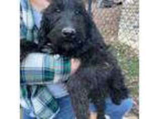 Labradoodle Puppy for sale in Lexington, NC, USA
