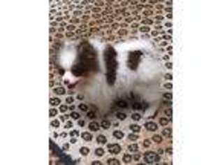 Pomeranian Puppy for sale in High Springs, FL, USA