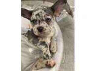 French Bulldog Puppy for sale in Mequon, WI, USA