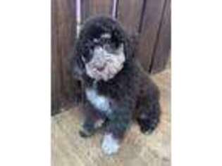 Mutt Puppy for sale in Devine, TX, USA