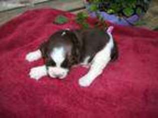 English Springer Spaniel Puppy for sale in Henderson, TX, USA