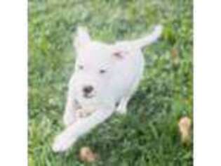 Staffordshire Bull Terrier Puppy for sale in Philadelphia, PA, USA