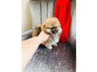 Pomeranian Puppy for sale in Sidney, OH, USA