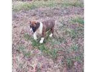 Boxer Puppy for sale in Tiplersville, MS, USA