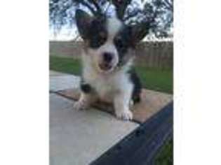 Pembroke Welsh Corgi Puppy for sale in San Antonio, TX, USA