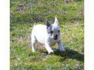 French Bulldog Puppy for sale in Pomfret, MD, USA