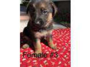 German Shepherd Dog Puppy for sale in Mc Causland, IA, USA