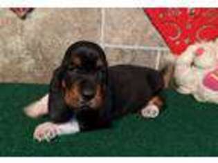 Basset Hound Puppy for sale in Lebanon, MO, USA