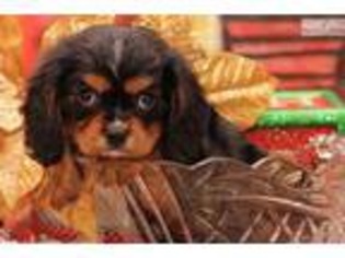 Cavalier King Charles Spaniel Puppy for sale in Charleston, WV, USA