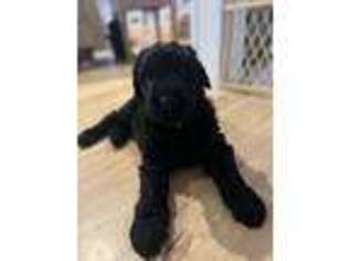 Black Russian Terrier Puppy for sale in Fremont, MI, USA