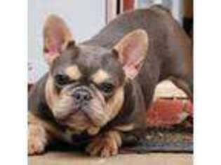 French Bulldog Puppy for sale in Covington, GA, USA