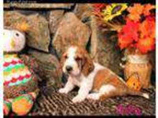 Basset Hound Puppy for sale in Polson, MT, USA