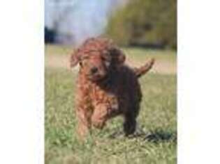 Irish Setter Puppy for sale in Grand Rapids, MI, USA