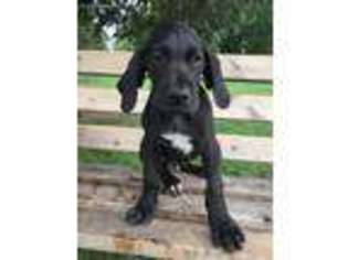 Great Dane Puppy for sale in Defiance, OH, USA