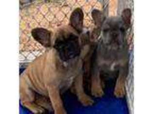 French Bulldog Puppy for sale in Orange, VA, USA