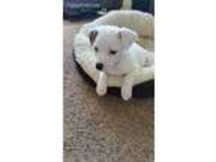Jack Russell Terrier Puppy for sale in Minatare, NE, USA