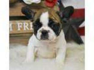 French Bulldog Puppy for sale in NASHVILLE, NC, USA