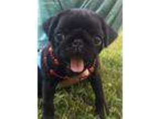 Pug Puppy for sale in Goshen, NY, USA
