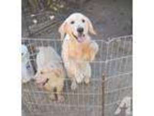 Golden Retriever Puppy for sale in PLEASANTON, CA, USA