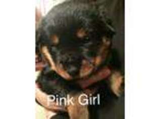 Rottweiler Puppy for sale in Athens, OH, USA