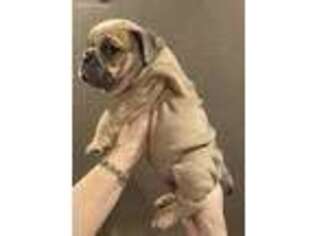 Bulldog Puppy for sale in Sedalia, MO, USA