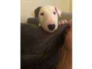 Bull Terrier Puppy for sale in Rockford, MI, USA
