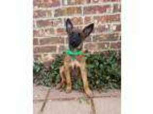 Medium Photo #1 Belgian Malinois Puppy For Sale in Fayetteville, AR, USA