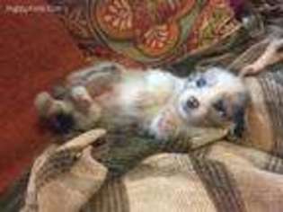 Miniature Australian Shepherd Puppy for sale in Kodak, TN, USA