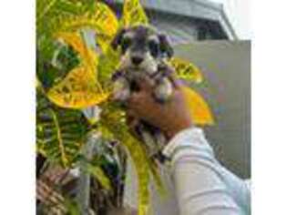 Mutt Puppy for sale in Sarasota, FL, USA