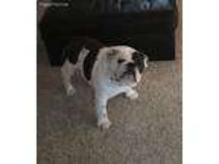 Bulldog Puppy for sale in Wadsworth, OH, USA
