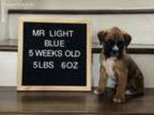 Boxer Puppy for sale in Dickson, TN, USA