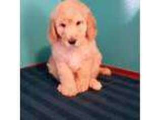 Labradoodle Puppy for sale in Bakersfield, CA, USA