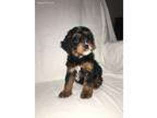 Cavapoo Puppy for sale in Plain City, OH, USA