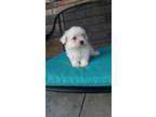 Maltese Puppy for sale in Wheaton, MO, USA