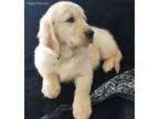 Golden Retriever Puppy for sale in Greenville, MI, USA
