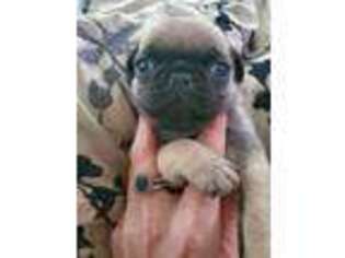 Pug Puppy for sale in WINDER, GA, USA
