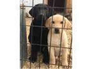 Labrador Retriever Puppy for sale in Connell, WA, USA