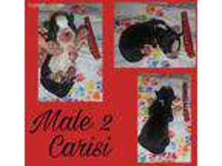 Siberian Husky Puppy for sale in Nashville, NC, USA