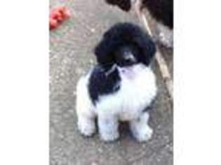 Mutt Puppy for sale in Berkley, MA, USA