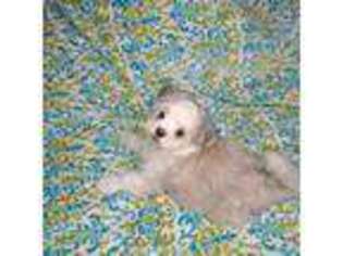 Mal-Shi Puppy for sale in Chatsworth, GA, USA