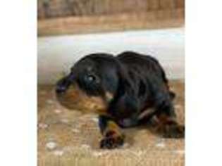 Dachshund Puppy for sale in Lansing, IA, USA