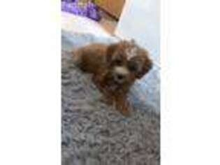 Cavapoo Puppy for sale in Poughkeepsie, NY, USA