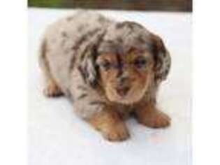 Dachshund Puppy for sale in Mabank, TX, USA