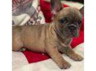 French Bulldog Puppy for sale in Oakdale, CA, USA