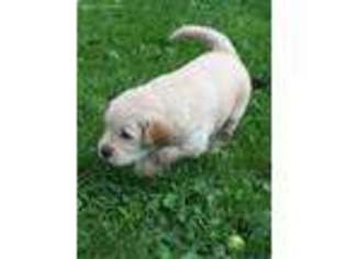 Golden Retriever Puppy for sale in Wellsboro, PA, USA