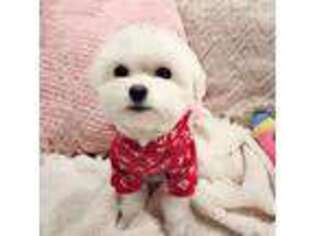 Maltese Puppy for sale in Lake Forest, CA, USA