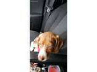 Beagle Puppy for sale in North Charleston, SC, USA