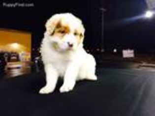 Australian Shepherd Puppy for sale in Atlanta, GA, USA