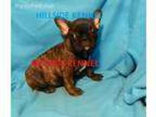 French Bulldog Puppy for sale in Unionville, IA, USA