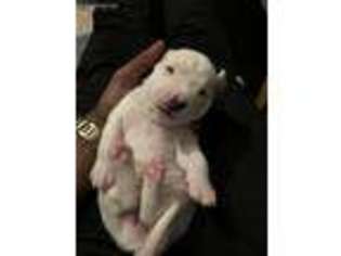 American Staffordshire Terrier Puppy for sale in Bronx, NY, USA